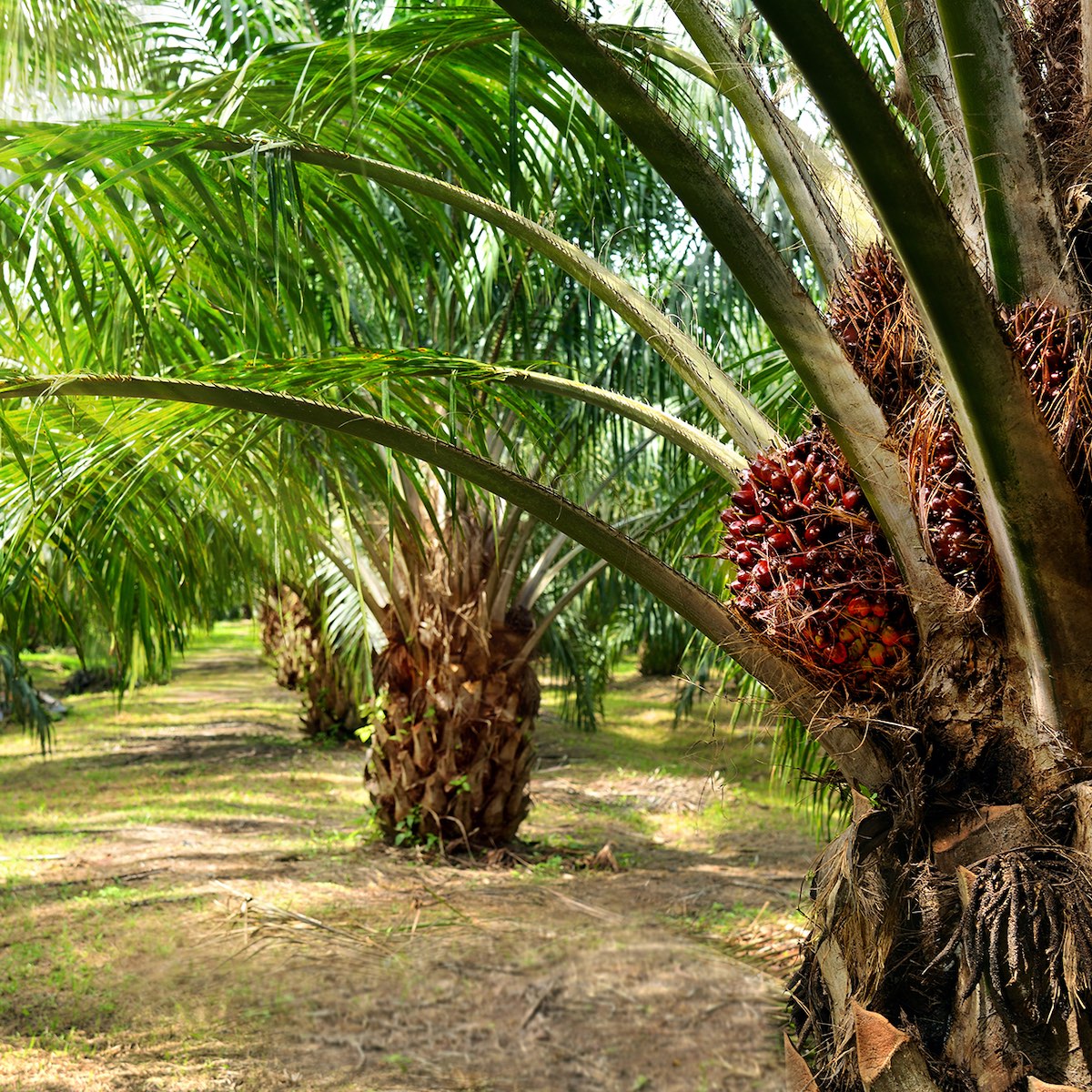 Palm oil
