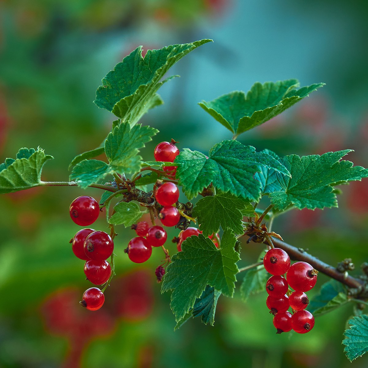 Currant