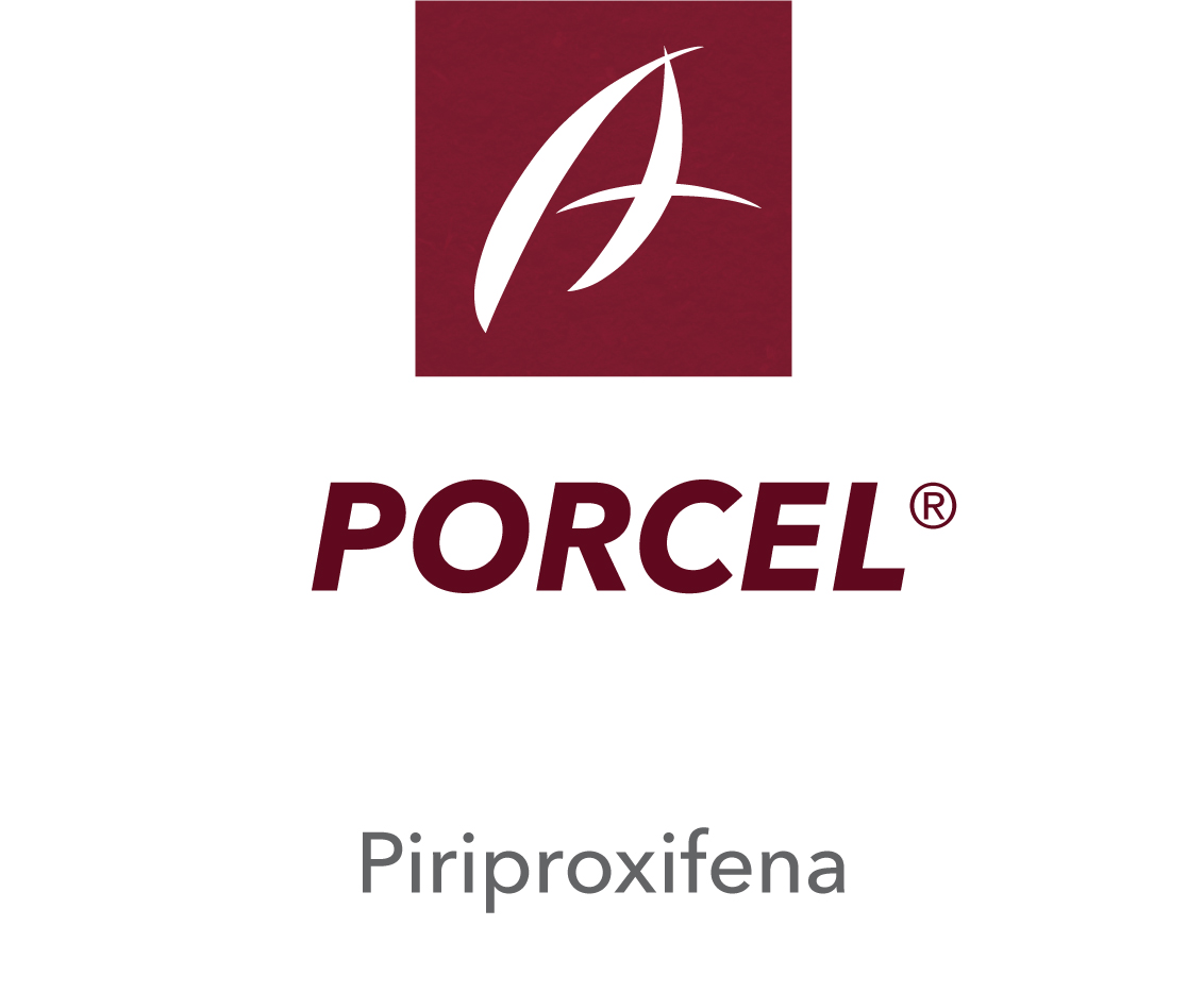 Porcel