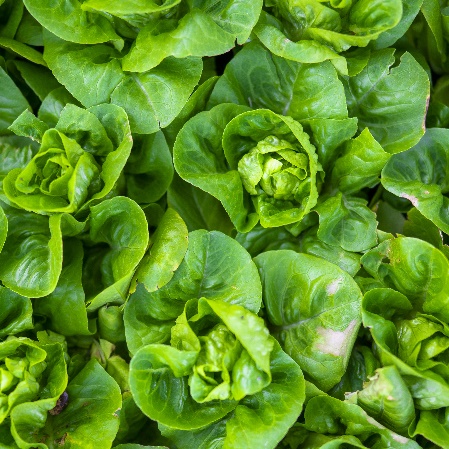 Hortalizas aire libre