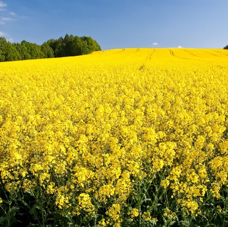 Oilseed Rape