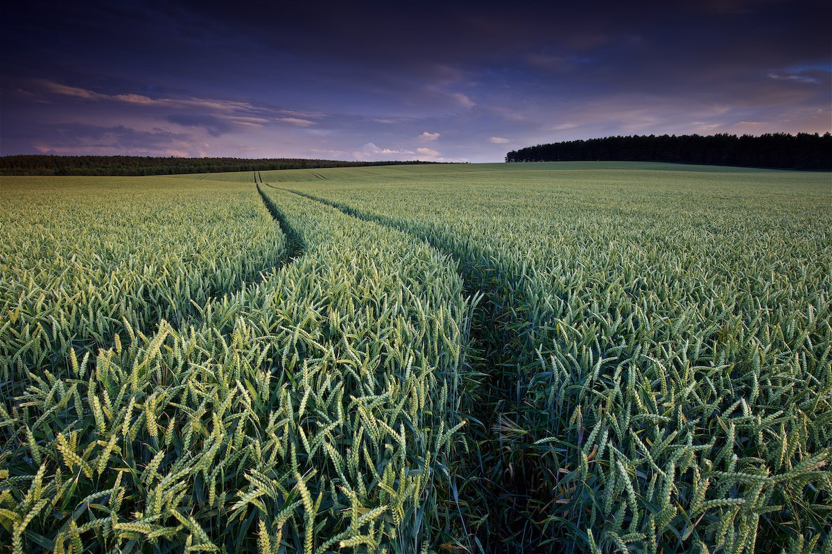 Farmer in field