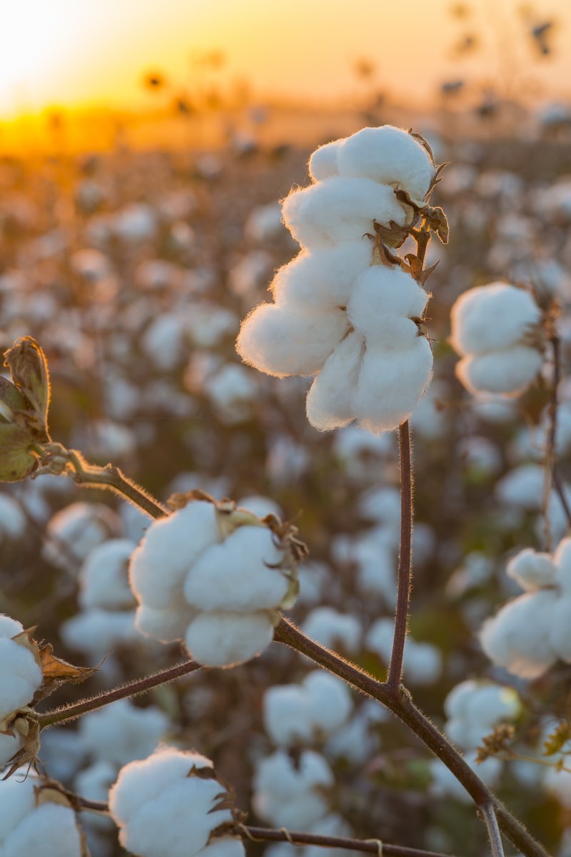 Cotton