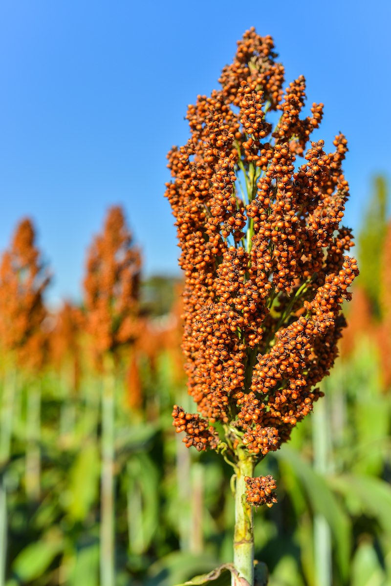 Sorghum
